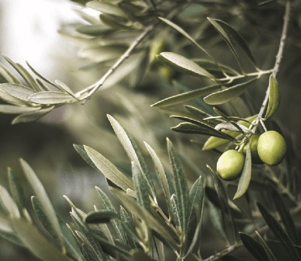 Luxury Olive Oil in Dubai