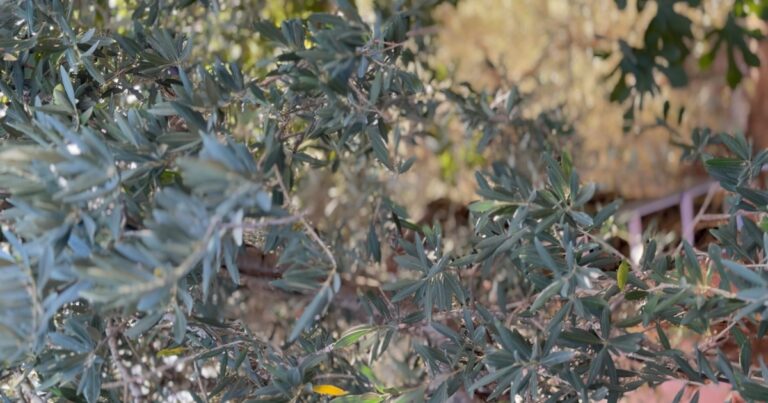 The Olive Trees of South Lebanon: Where Maknoon Begins