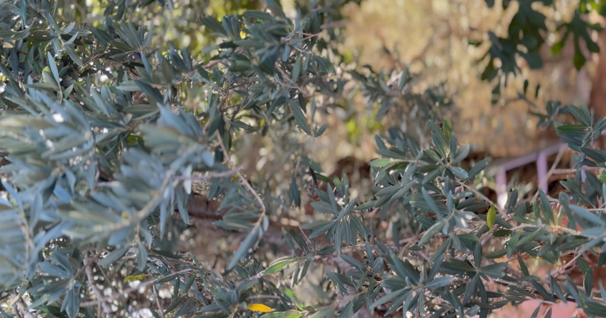 The Olive Trees of South Lebanon: Where Maknoon Begins