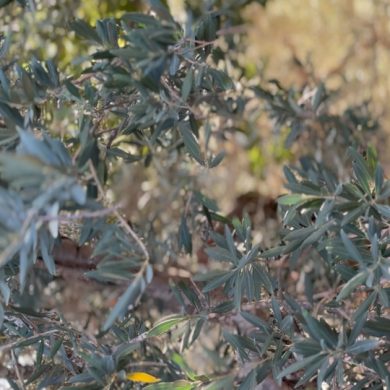 The Olive Trees of South Lebanon: Where Maknoon Begins